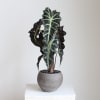 The Dark Alocasia Polly, or African Mask Plant, boasts dramatic arrowhead shaped