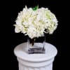 Simple and pretty. Select this simple cube of white hydrangea.It is perfect