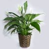 8 inches Peace Lily