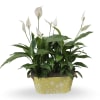 Select this double planter of two 6" peace lily plants. 