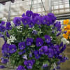 Hanging pot overflowing with beautiful blooming pansies and soft accent plants is