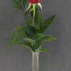 Simple, elegant, and full of meaning, this arrangement features one premium long-stem