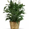 An impressive 12-inch extra-large Spathiphyllum (Peace Lily) plant, admired for its elegant