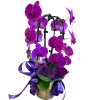 Bright purple orchid blooms with green leaves, adorned with purple ribbons and
