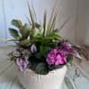A mix of green and blooming plants in a decorative pot.

Please note