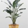 A large 10 inch potted Bird of Paradise plant, comes standard in
