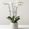 White Phalaenopsis Orchids | Wilmington, Delaware Florist  * Not available for