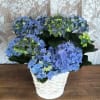 A timeless classic, the blue hydrangea is the perfect way to say