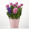 Available in 6inch or 8inch. Mixed bulbs include, tulips, hyacinth, and daffodil.