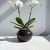 A white phalaenopsis orchid plant in a traditional Korean earthenware jar known