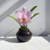 A pink cattleya orchid plant in a traditional Korean earthenware jar known
