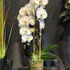 Premium double cascade orchid in clear glass lined with moss.