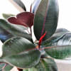 The Rubber Tree Plant has an attractive round to broad-spreading thick leaves
