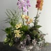 The centerpiece features multiple Phalaenopsis orchids in soft pink, warm peach, and