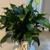 A beautiful Peace lily plant with lush green foliage, perfect for bringing