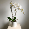 White phalaenopsis orchid plant with arching blooms in a white pot on a pedestal.