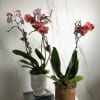 Take a selfie with our Orchid Selfie potted plant! Double stem phalaenopsis