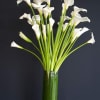 Stylish  and Sophisticated white calla lilies arranged and placed in a