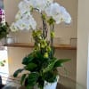 4 phalaenopsis white orchids, and green plants adorned with moss and manzanita