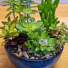 Enjoy a wonderful variety of succulents, easy care and life time of