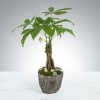 A charming and thoughtful gift featuring a healthy money tree  presented