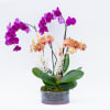 Two double stem orchids planted in a blue container and decorated with