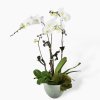 LIFE ORCHID IN DESIGNER POT
Classic and elegant. This luxury Phalaenopsis orchid gift