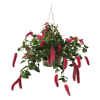 Select this beautiful and vibrant hanging blooming plant. This chenille firetail is