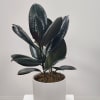 Select this elegant potted rubber tree. This plant is 6" wide and