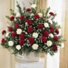 Red carnations and white carnations are accented with white Monte Casino asters