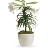 This classically beautiful white lily plant with its long, graceful leaves is