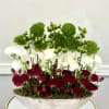 A harmonious contrast of passionate red and pure white blooms, accented with