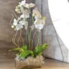 Beautiful white orchids, Curley willow and moss arranged in a golden or