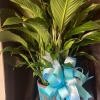 A SINGLE LARGE PEACE LILY IN A CUSTOM CONTAINER OR BASKET, MOSS