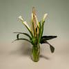 Tall, sculptural white calla lilies rise with serene confidence in this vertical