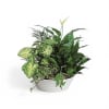 These lovely containers of live plants are perfect for the &ldquo;green thumb&rdquo;