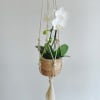 Orchids in hanging baskets.
High: 37&rdquo;
Basket size:4.5&rdquo;