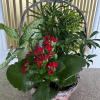 A handled basket of 3 foliage plants with a flowering kalanchoe. Kalanchoe