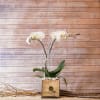 ONE PLANT TWO STEM ORCHID IN GLASS CONTAINER LINED WITH WHITE BIRCH