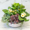 This bountiful planting of green and blooming plants makes a gorgeous gift