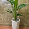 A beautiful indoor plant. Blooms flowers soon! Makes a great gift for