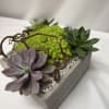 A compact modern plant arrangement that brings calm, enduring style to any