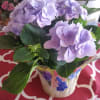 These hydrangea plants are such a lovely color! We only have a
