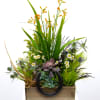 Ride'em cowboy 
Collection of succulents and seasonal wildflowers and grasses in wooden
