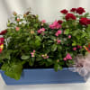 Mixed blooming plants potted in a rectangle plastic planter. Plants will vary.