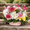 Garden Basket Arrangement, a vibrant blend of pink roses, white daisies, yellow