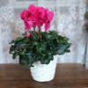 This delightful flowering pot will deliver beauty for a long time. The