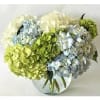 This serene arrangement features a harmonious blend of 3 colors of hydrangea