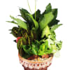 Mixed indoor foliage plants with two white blooms in a brown ceramic bowl planter