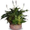 Mixed indoor foliage plants with white peace lily blooms in a low patterned ceramic bowl
